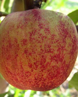 Медведівський-2 (червонолистий, середньо-пізнього терміну)