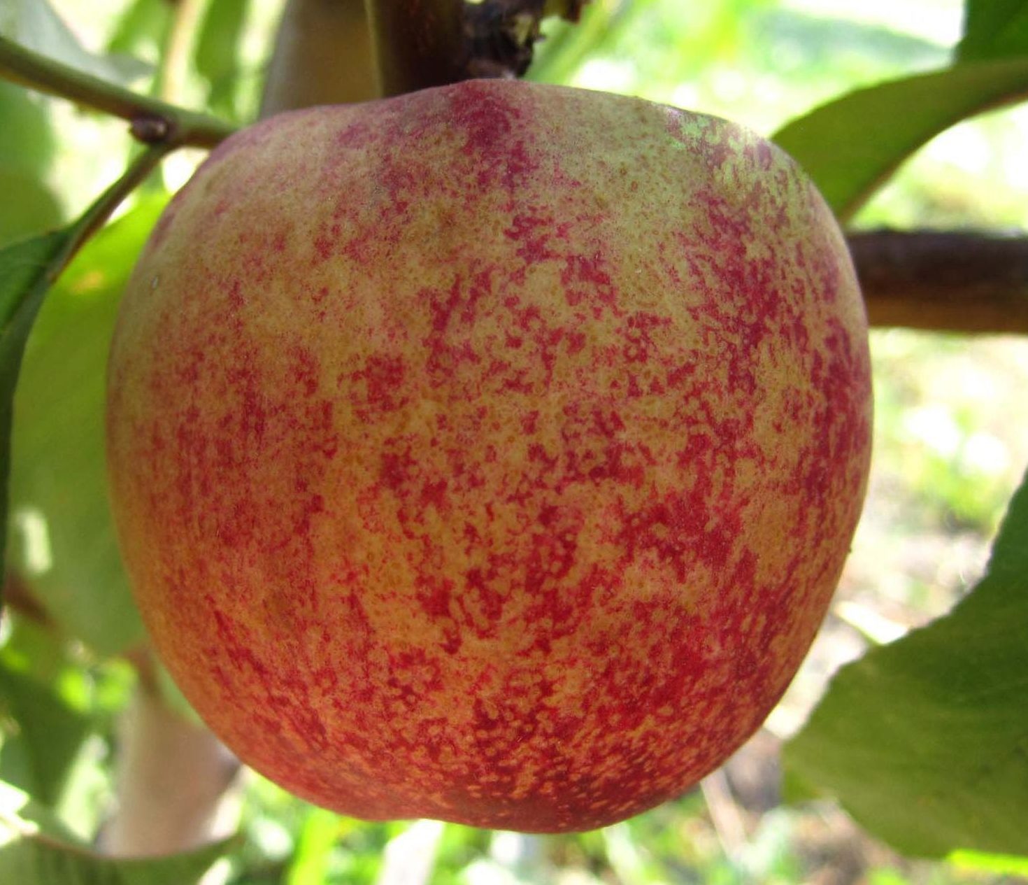 Медведівський-2 (червонолистий, середньо-пізнього терміну)