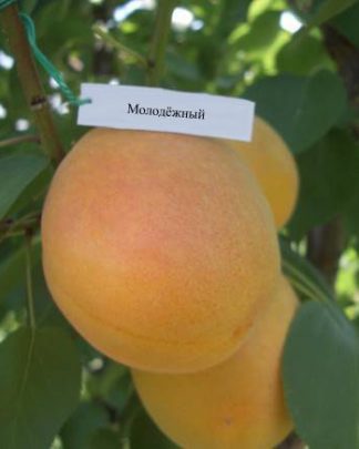 Молодіжний