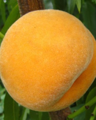 Неріне (перкоче, середньо-пізнього терміну)