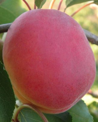 Особливий Денисюка (пізнього терміну)