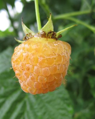 Поранна роса (рем.)