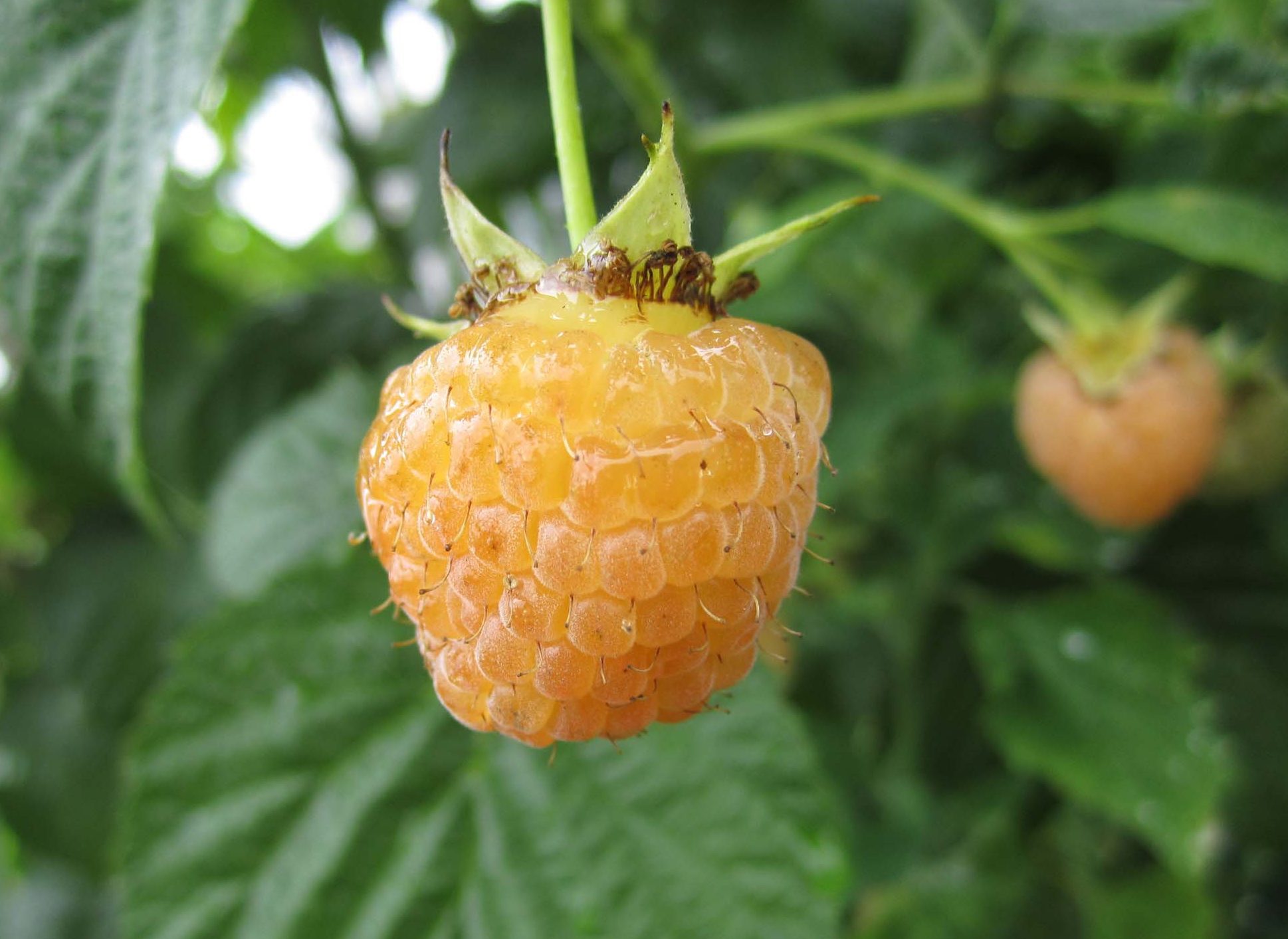 Поранна роса (рем.)