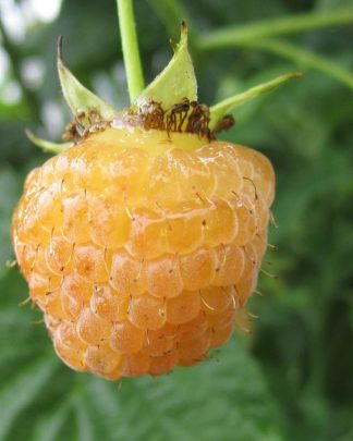 Поранна роса (рем.)