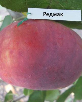 Редмак