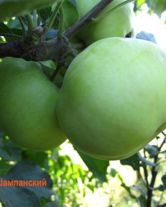 Ренет Шампанський