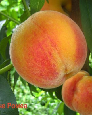 Ромеа (перкоче, середнього терміну)