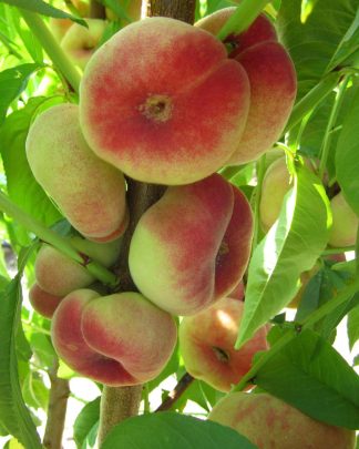 Плоский персик