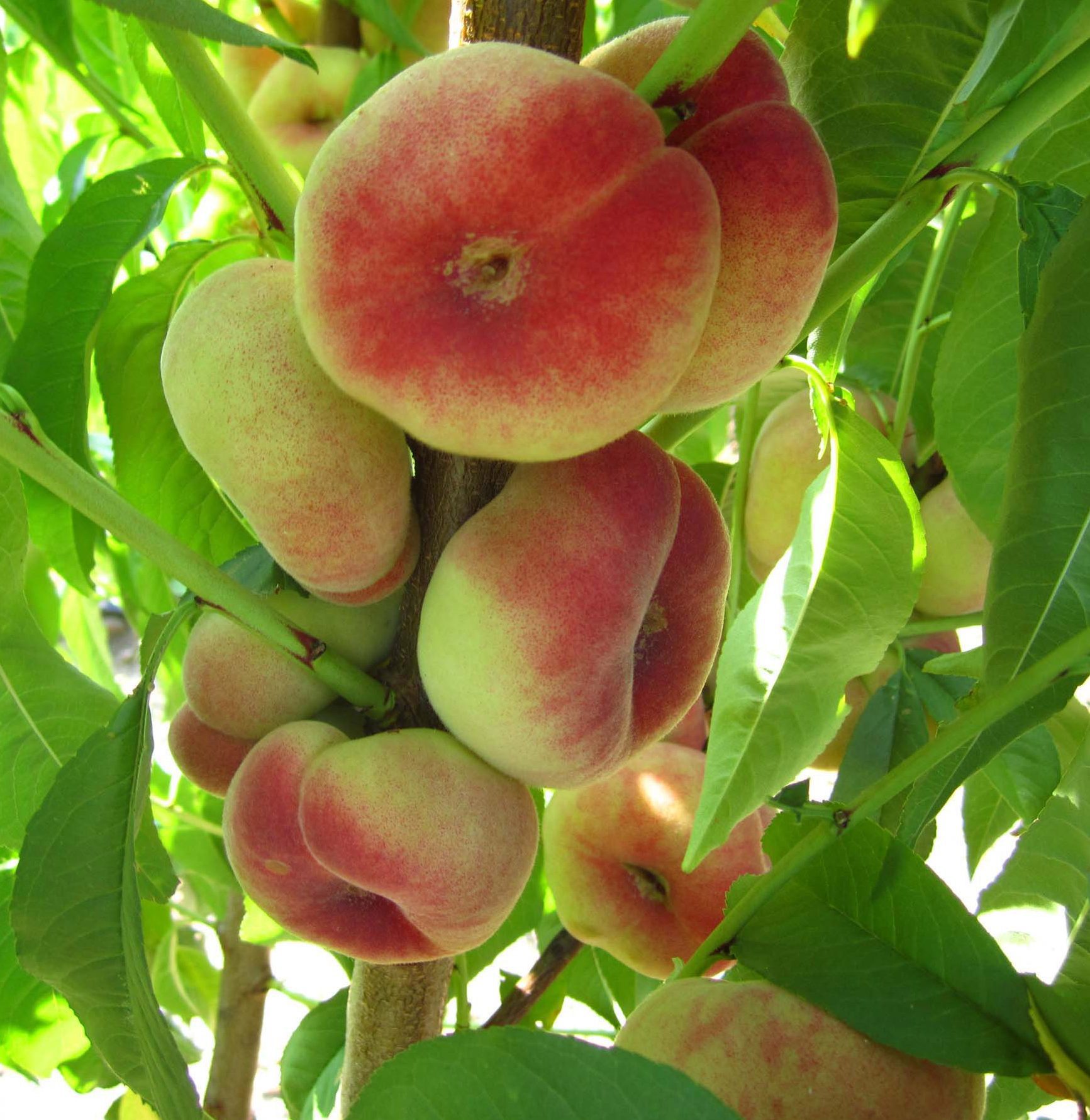 Сатурн (плоский, середнього терміну)