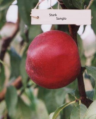 Старк Сангло (середнього терміну)