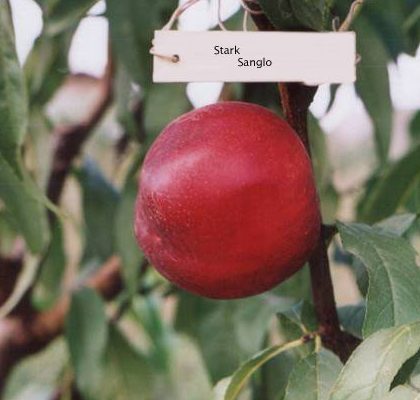 Старк Сангло (середнього терміну)