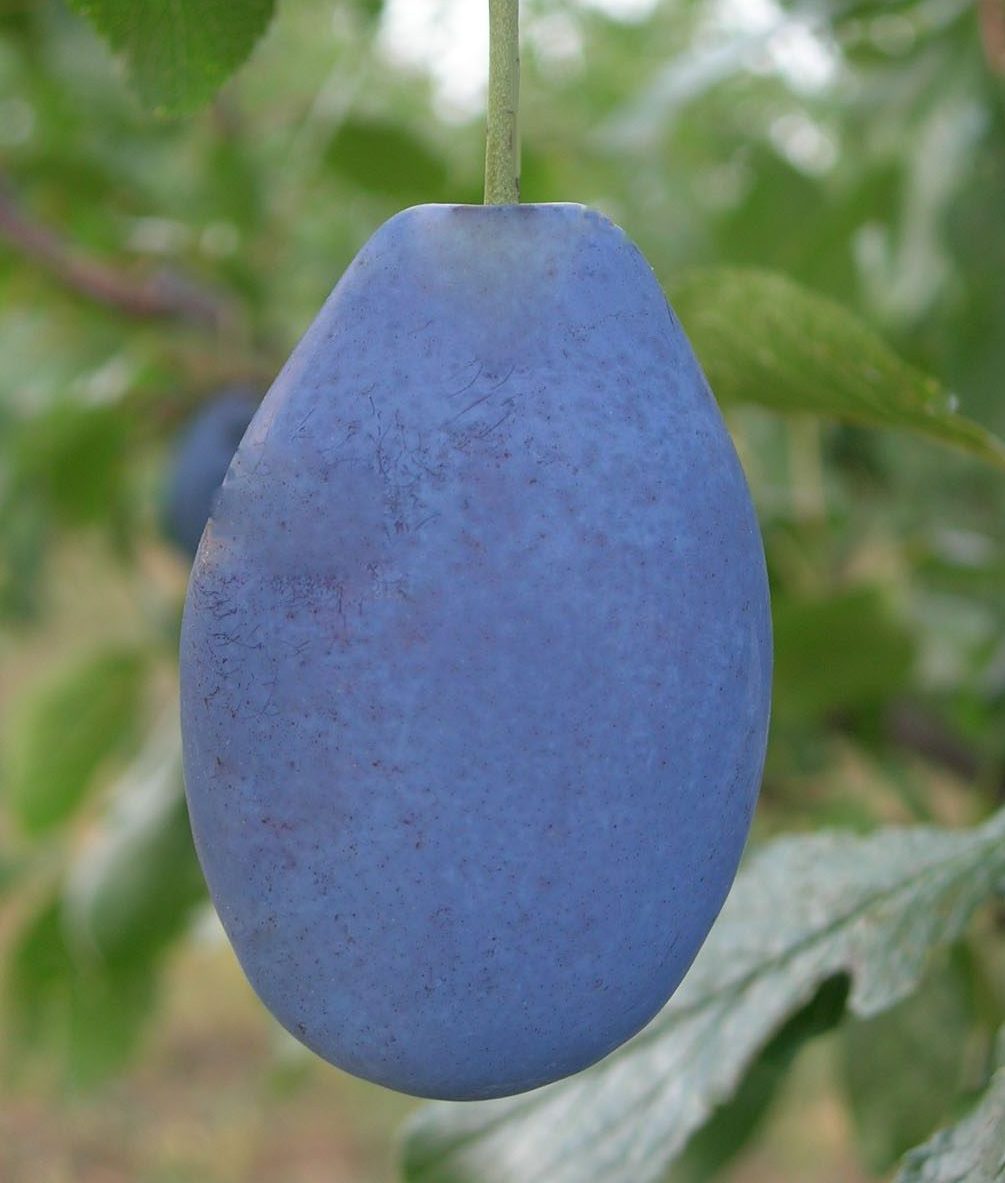Стенлі