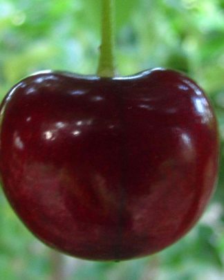 Техлован (середньо-пізнього терміну)