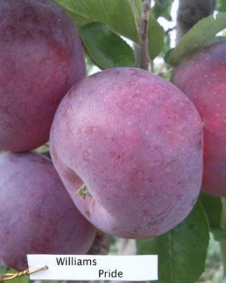 Вільямс Прайд