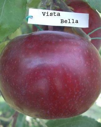 Віста Белла