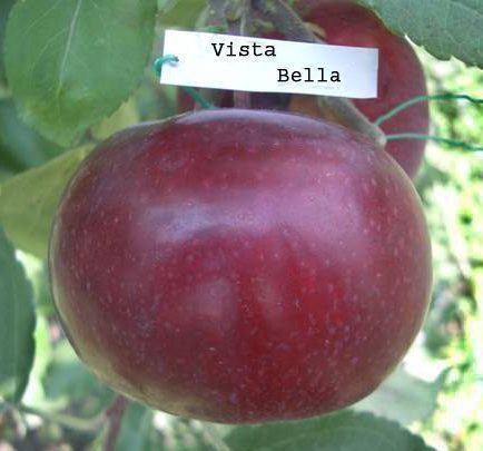 Віста Белла