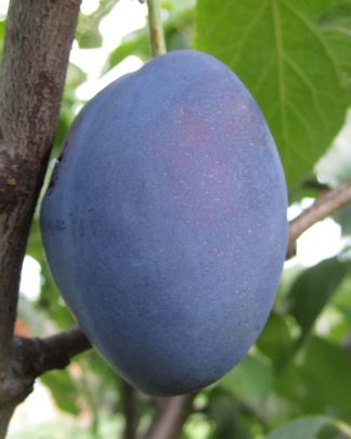 Віжен (пізнього терміну)