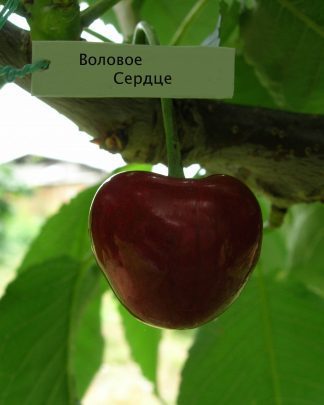 Волове Серце