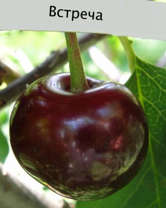 Встрєча (дюк, середнього терміну)