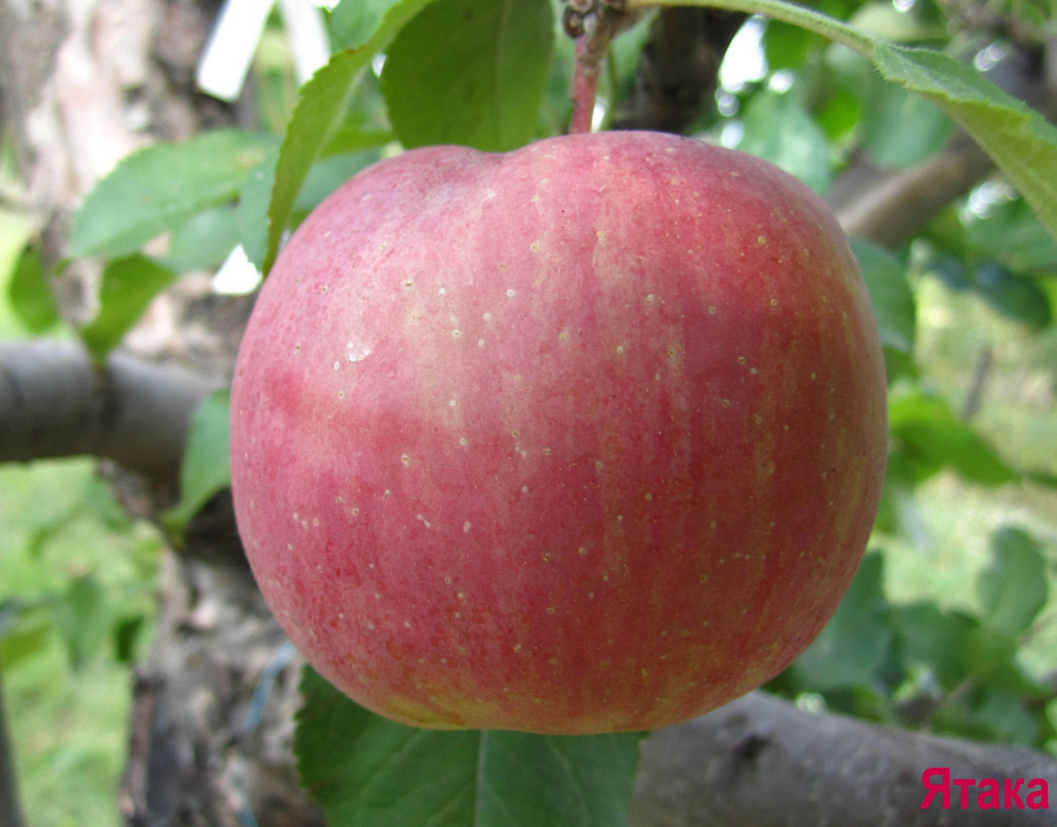 Фуджі Ятака