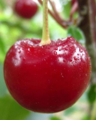 Жадана (середнього терміну)