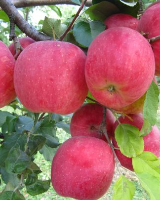 Фуджі Бені Шогун