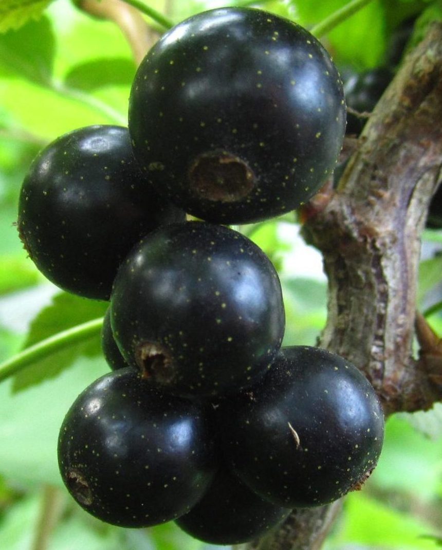 Чорний десерт - Зображення 2