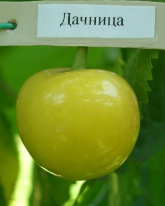 Дачниця (ранньо-середнього терміну)