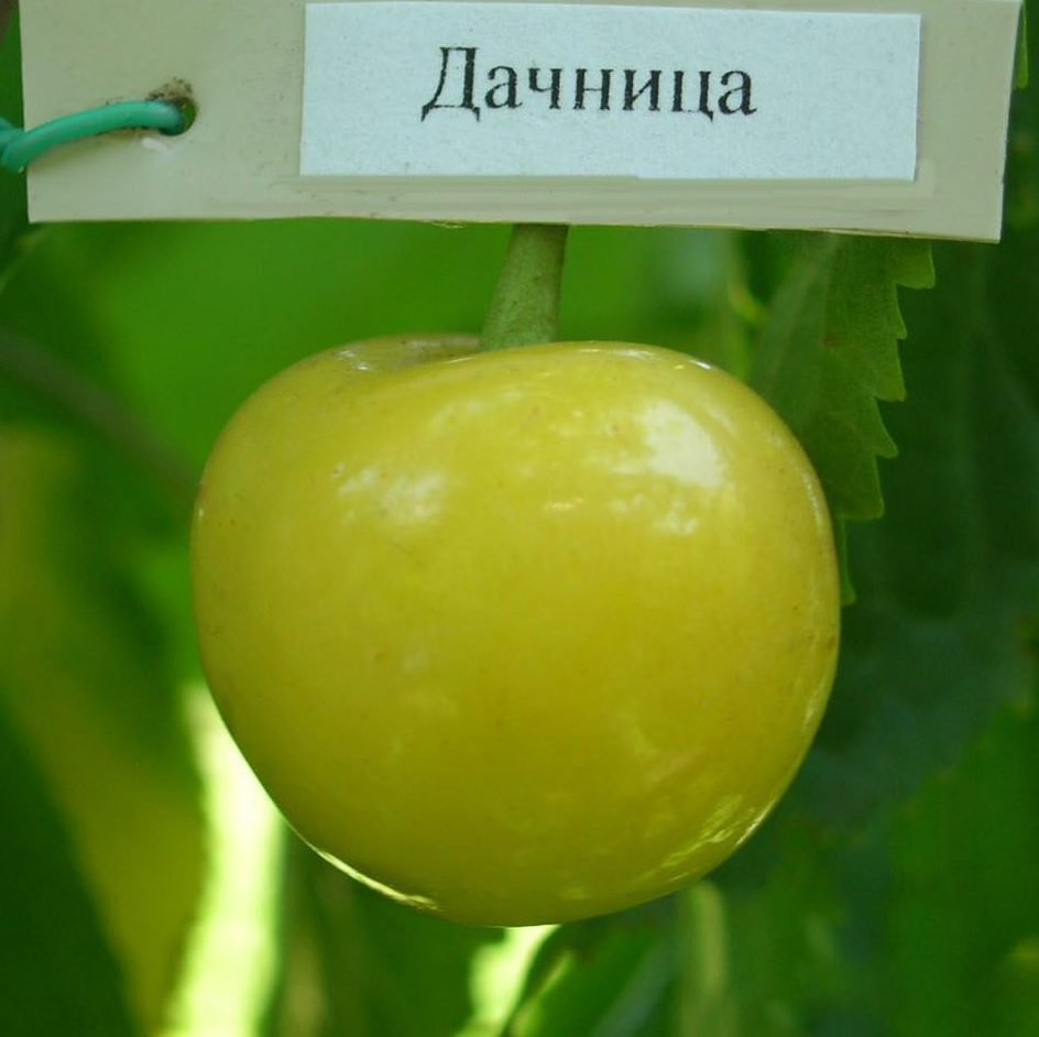 Дачниця (ранньо-середнього терміну)