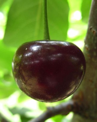 Ерді Ботермо (середнього терміну)