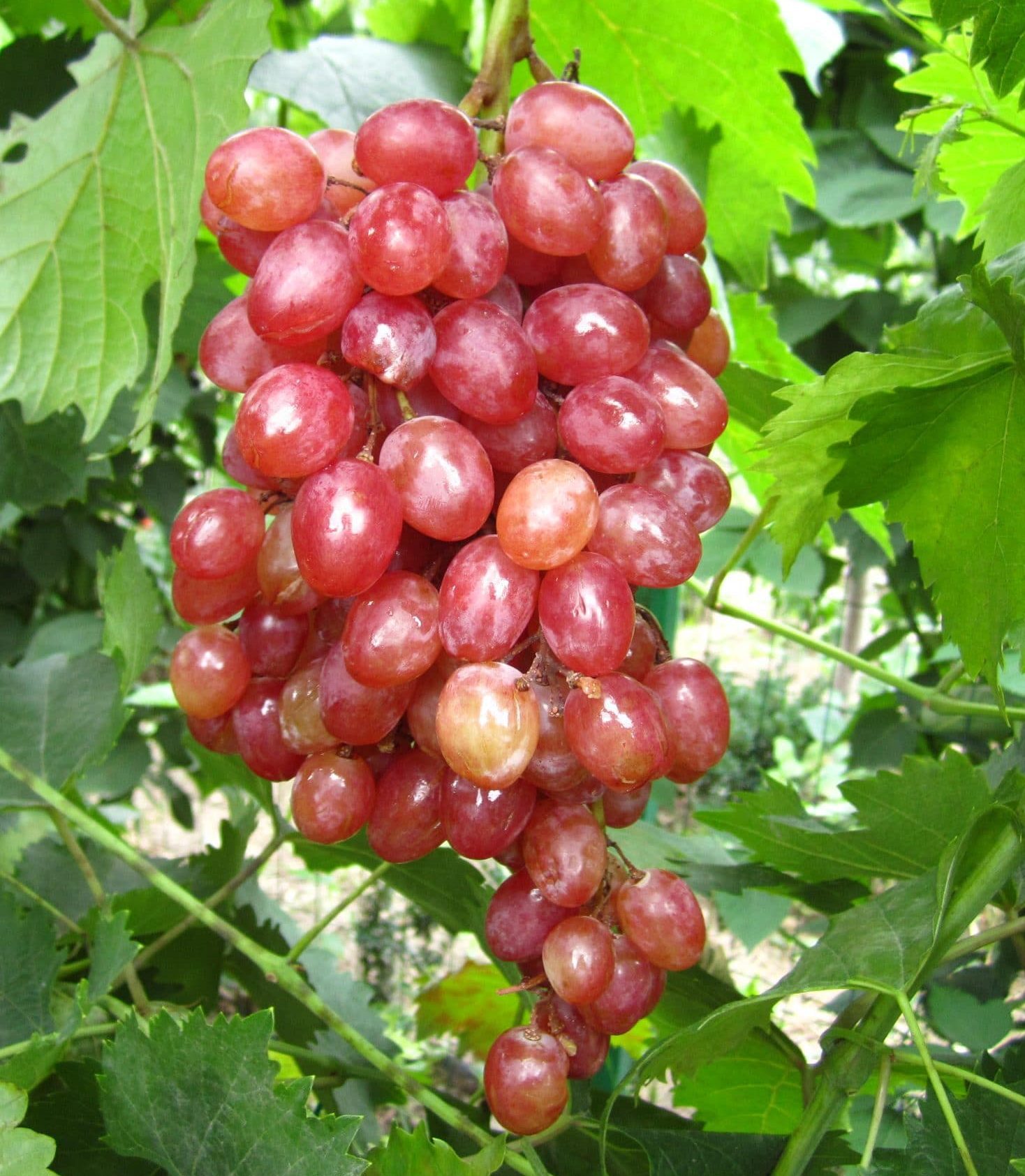 Лучистий (кишмиш)