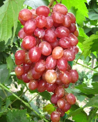Лучистий (кишмиш)