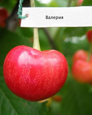 Валерія