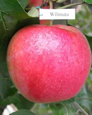 Джонаголд Вільмута